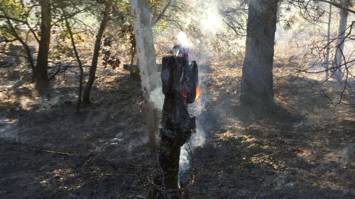 Freiwillige Feuerwehr Sedlitz